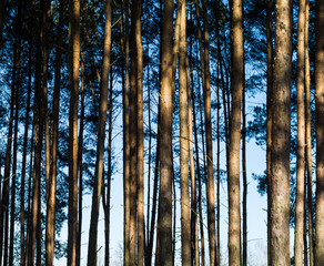 Fototapeta premium forest in autumn