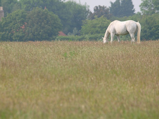 Fototapeta premium Horse in Summer Paddock