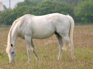 Fototapeta premium Horse in Summer Paddock