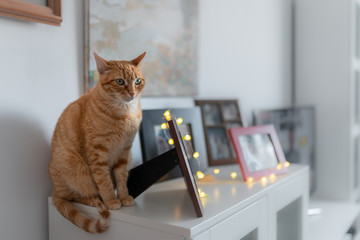 gato atigrado sentado en el borde de un mueble junto a marcos con fotos, mira la habitacion