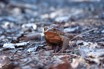 frog on the ground