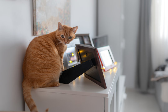 gato atigrado sentado en un mueble, es sorprendido mientras juega con un marco de fotos