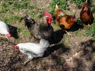 Hühner und Hahn auf einem Bauernhof