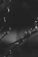 Tree branch closeup