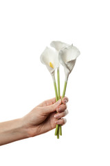 Calla flowers isolated on white background, delicate art for congratulations on birthday or wedding.