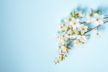 Floral background. White flowers on a blue background, space for text. Template, frame.