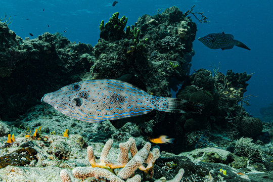 Scribbled leatherjacket fish in Cozumel national park