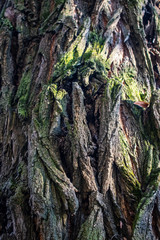 Tree bark. Moss. Natural background 