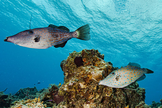 Scribbled leatherjacket fish in Cozumel national park