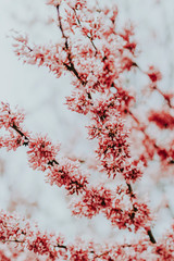 Cherry blossom tree
