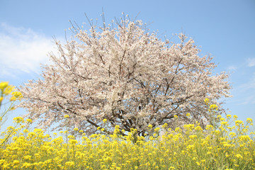 菜の花と桜 栃木県真岡市 五行川河川敷