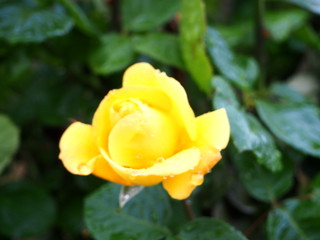 Rose jaune avec la rosée du matin 