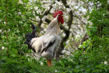 Swans in a quiet lake. Waterfowl. Beautiful birds in nature.