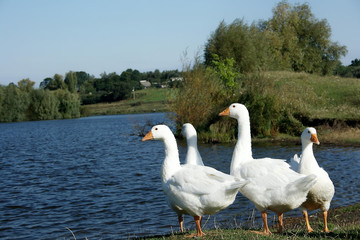 Swans in a quiet lake. Waterfowl. Beautiful birds in nature.