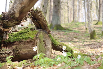Old natural Timber in the forest