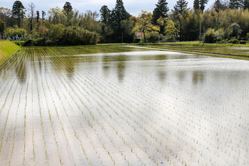 田植えが終わった田園風景　千葉県市原市　日本