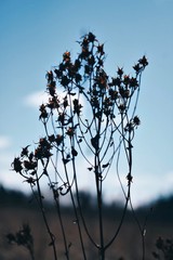 silhouette of a branch