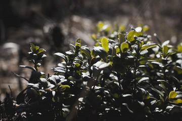 spring in the forest