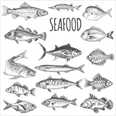 Vector illustration sketch - seafood. Card Menu restaurant. vintage design template, banner