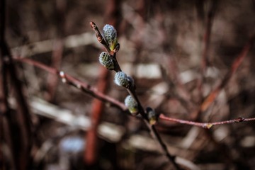 buds of a willow