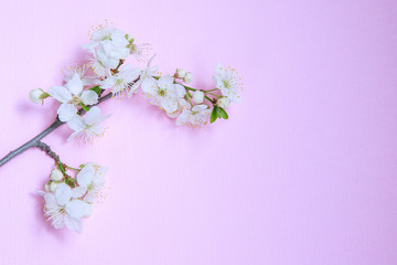 Fototapeta na wymiar Spring background. Branch with white flowers on a pink background, space for text. Template, frame. Easter
