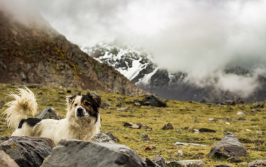 Cute dog at the peaks of the Andes