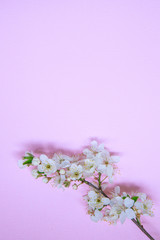 Vertical spring background. Branch with white flowers on a pink background, space for text. Template, frame. Easter