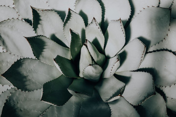Desert succulent plant