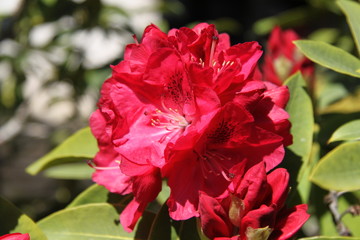 Red Rhododendron flower bud close up