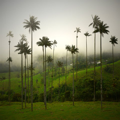 Wax palm trees (Ceroxylon quindiuense) in the morning mist of the Cocora valley near Armenia and Salento, Colombia.