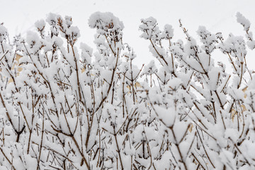 Brown lilac branches covered with white fluffy snow are in winter day