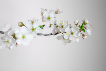 Branch with white flowers on a light background, space for text. White floral, spring background. Template, frame. Easter