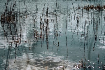 reflection in the water