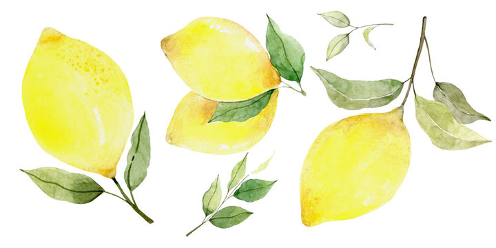 Watercolor hand drawn lemon. fruit icon isolated on white