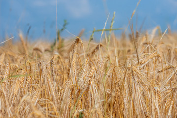 golden wheat field and sunny day.