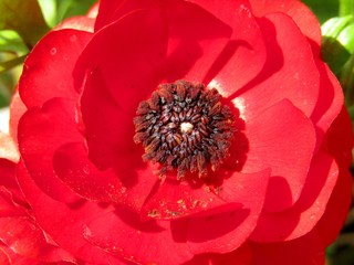 Beautiful red dwarf rose in the garden during the spring season