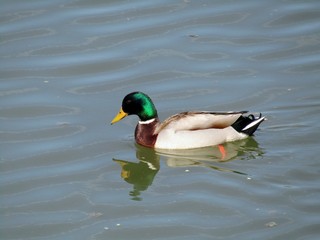 The wild duck male in his natural environment, swims the river and enjoys