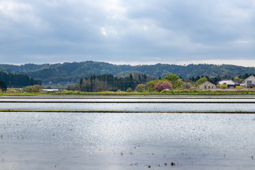 田植えが終わった田園風景　千葉県市原市　日本