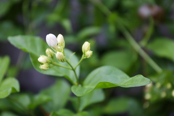 Obraz na płótnie Canvas Close up of jasmine flower blooming in the garden