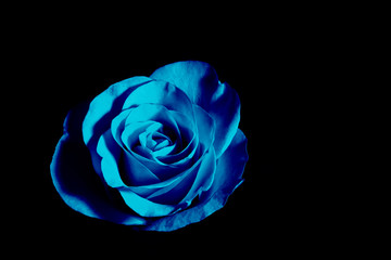 Fototapeta na wymiar Blue rose on black background. color of the year. Blue flower, black background, blue petals
