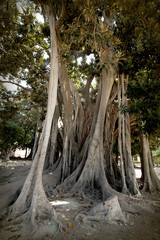 Big, old fig tree in Palermo