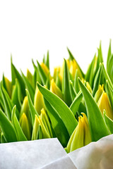 Closeup of a bouquet of yellow dutch tulips in bud with green leaves in paper isolated on white. Springtime concept. Vertical image with selective focus and copy space.      