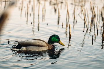 Ente im See