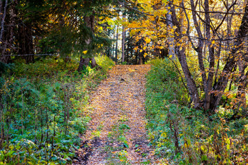 Scenic view of a forest pathway through autumn trees