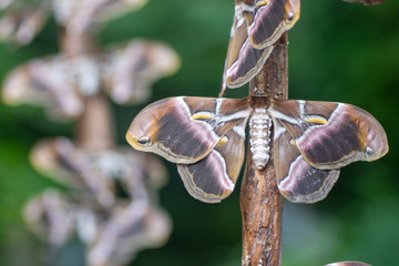 polilla