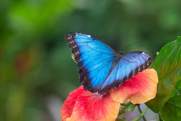 Mariposa morpho