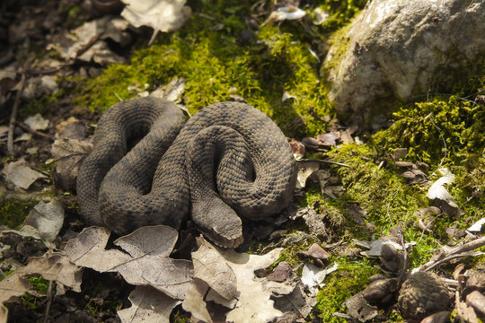 Vipera (Vipera aspis)  tra le foglie,ritratto