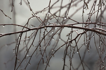 Raindrops on birch branches.
