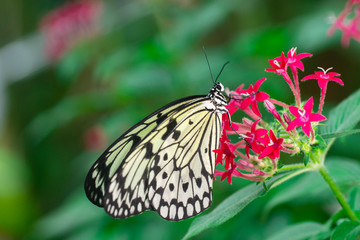 Mariposa
