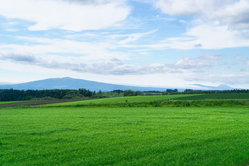 Summer in Hokkaido with green nature wheat grass fields.